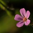 Die ersten Sonnenstrahlen bringen die 3 bis 8 Millimeter großen Blüten vom....