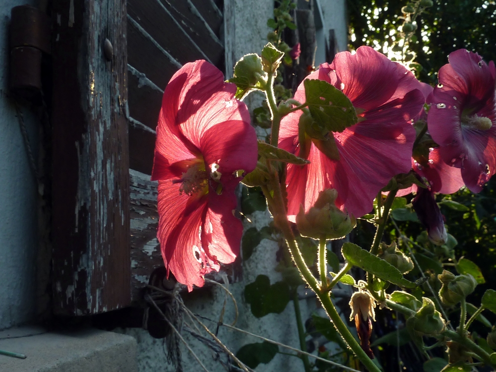 die ersten Sonnenstrahlen