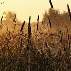 die ersten Sonnenstrahlen