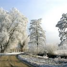 Die ersten Sonnenstrahlen durchdingen den Nebel der diesen Raureif erzeugt hat!