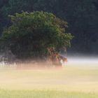 Die ersten Sonnenstrahlen