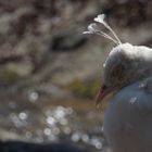 die ersten Sonnenstrahlen geniest sogar der weisse Pfau