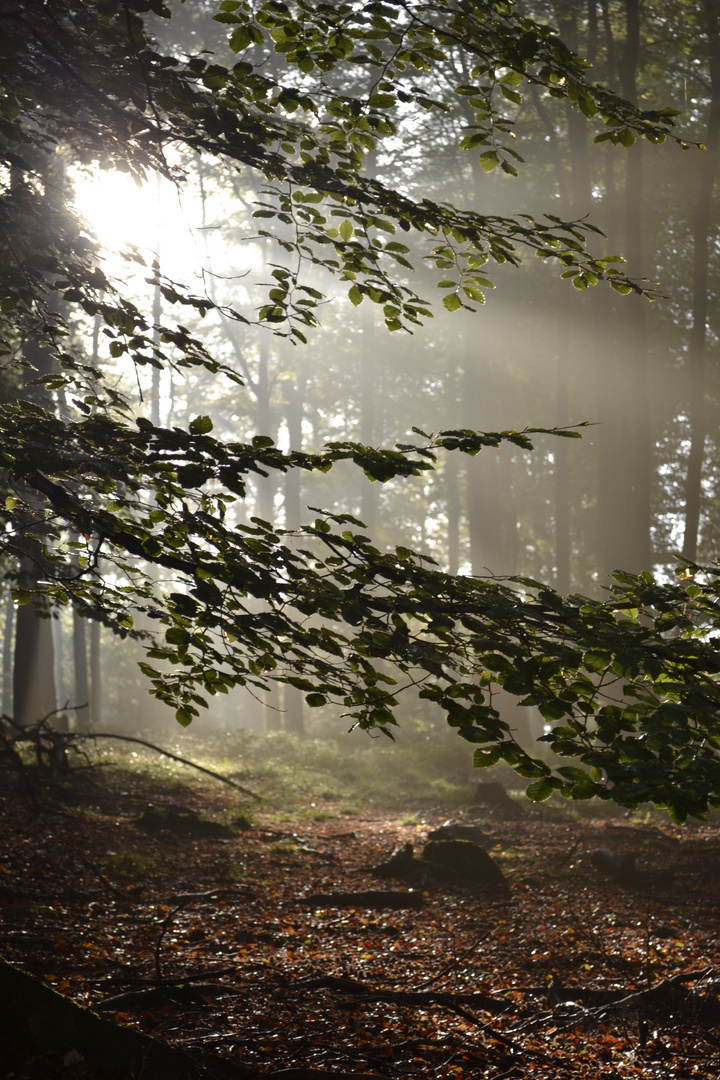 Die ersten Sonnenstrahlen im Wald