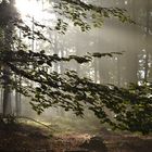 Die ersten Sonnenstrahlen im Wald