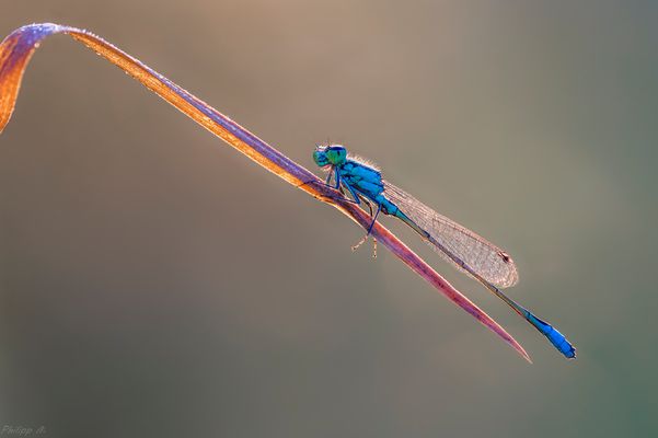 Die ersten Sonnenstrahlen kitzeln die Härchen…