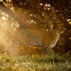 Die ersten Sonnenstrahlen, Massai Mara, 2021.08.01
