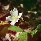 Die ersten Sonnenstrahlen nach dem Winter