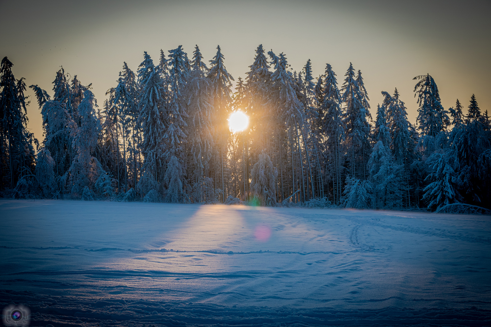 Die ersten Sonnenstrahlen schimmern durch den Wald