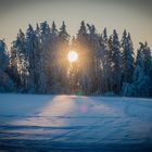 Die ersten Sonnenstrahlen schimmern durch den Wald