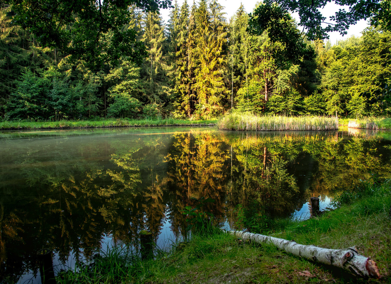 Die ersten Sonnenstrahlen spiegeln sich im Teich