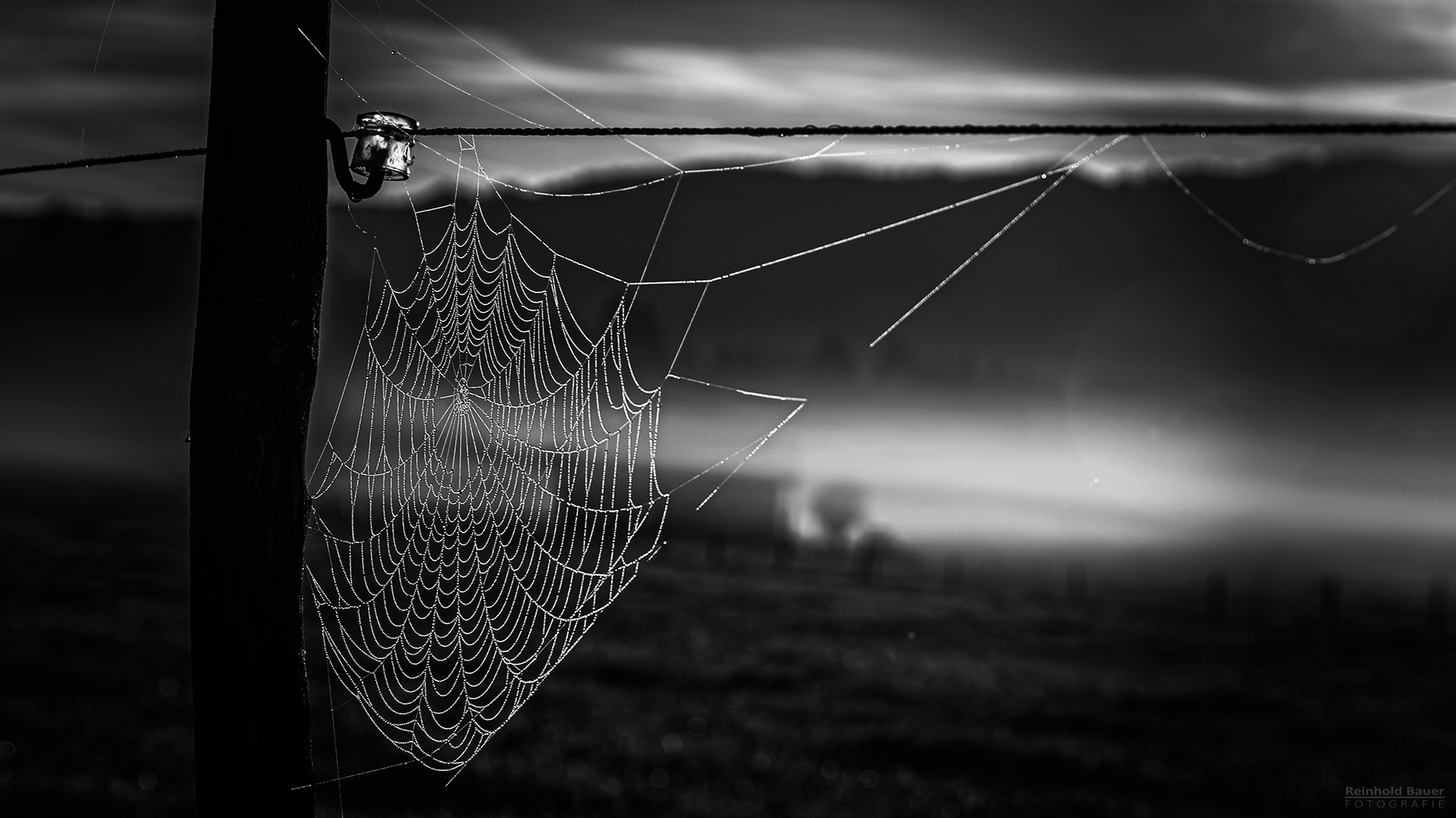 Die ersten Sonnenstrahlen treffen das Spinnennetz