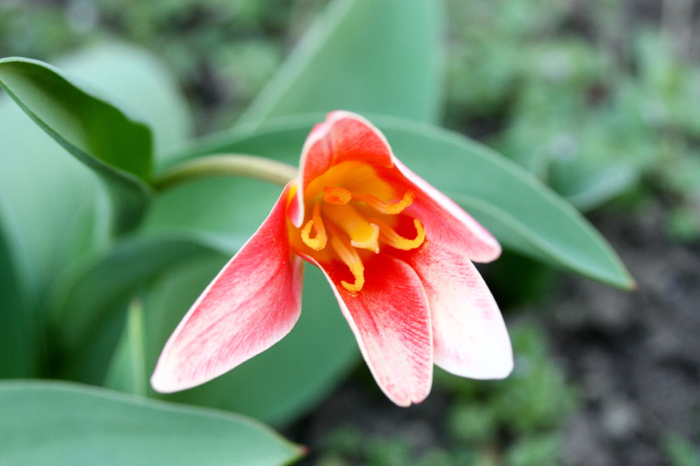 die ersten Sterntulpen 2014