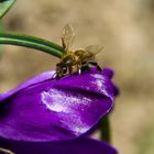 Die ersten Tiere im Garten