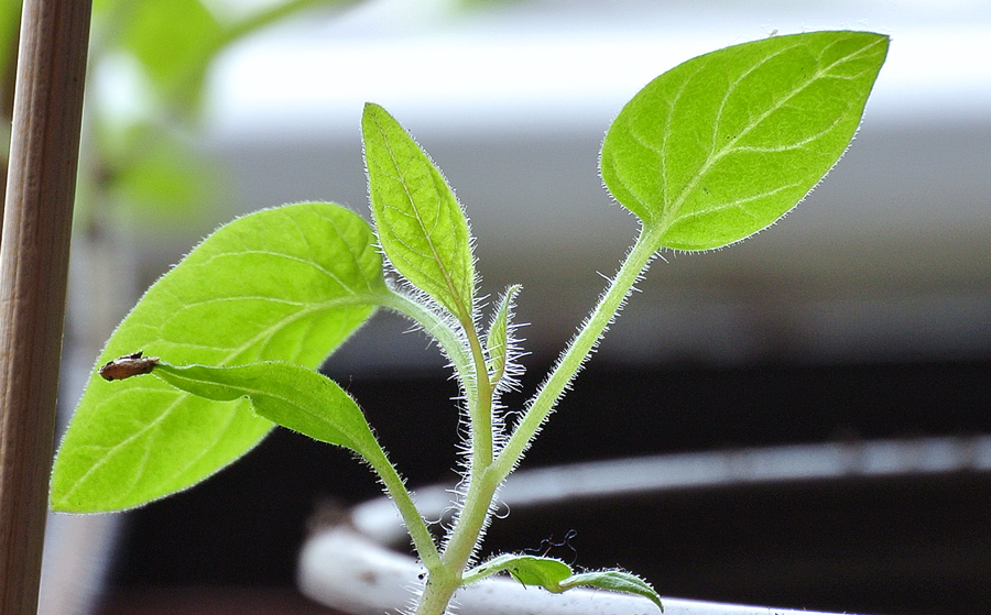 Die ersten Tomatenpflanzen