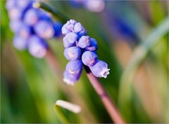 Die ersten Traubenhyacinthen