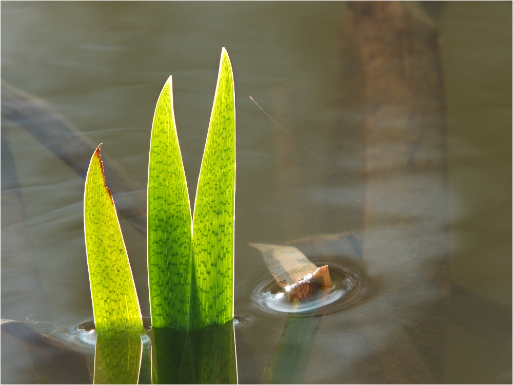 Die ersten Triebe der Wasserlilien ...