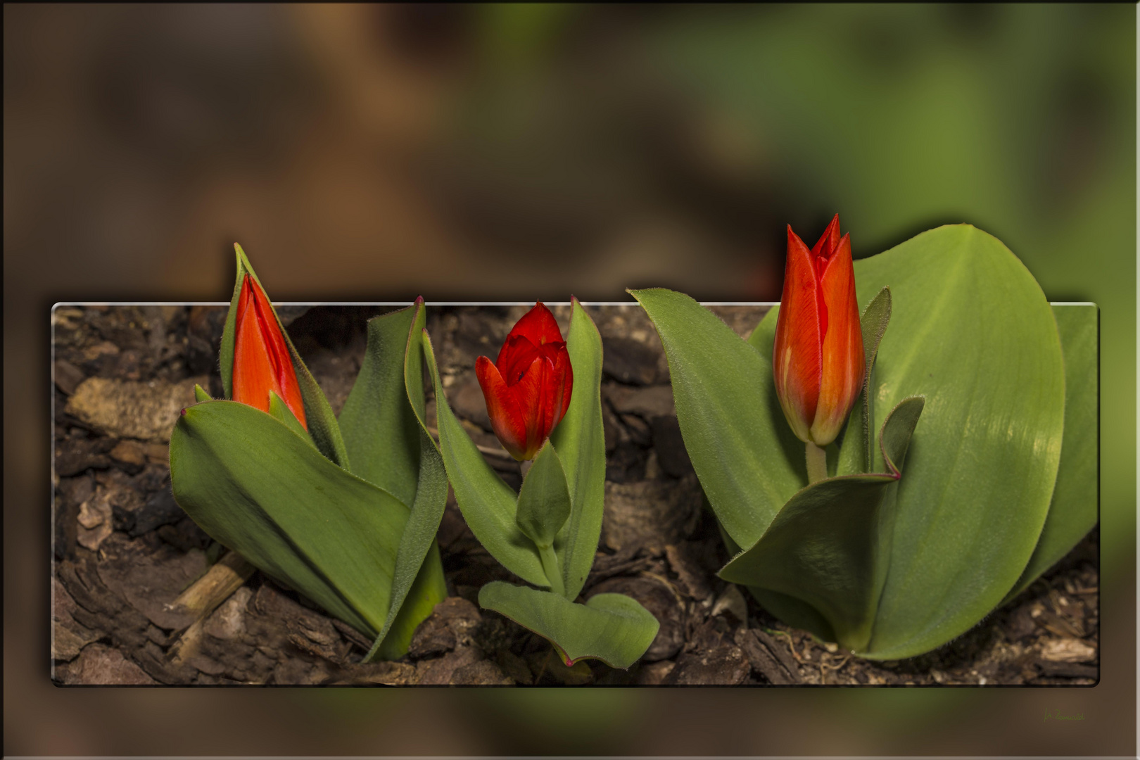 die ersten Tulpen