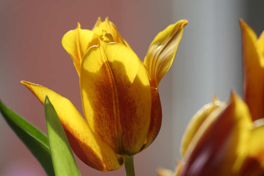 die ersten Tulpen