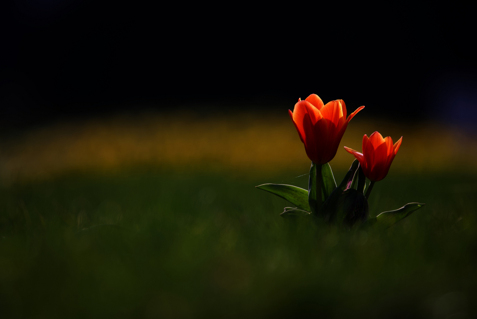 die ersten Tulpen 1