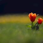 die ersten Tulpen 1