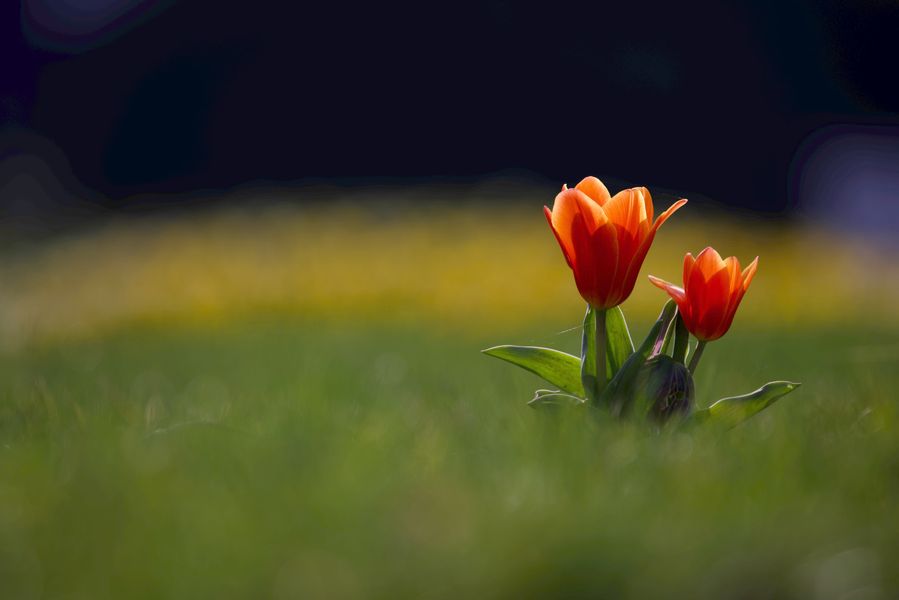 die ersten Tulpen 1