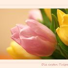 Die ersten Tulpen 2015