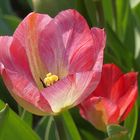 Die ersten Tulpen