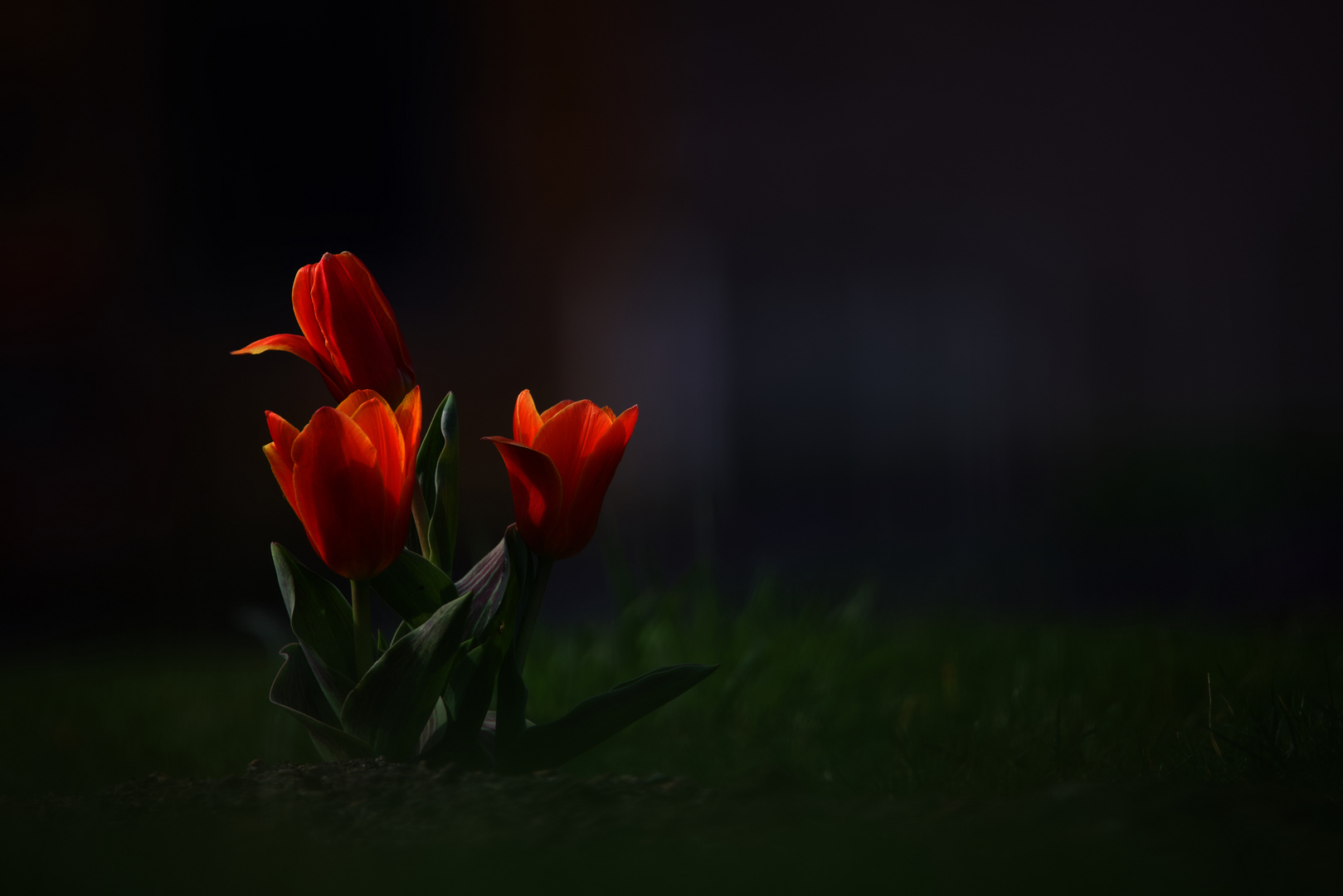 die ersten Tulpen 