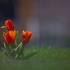 die ersten Tulpen 