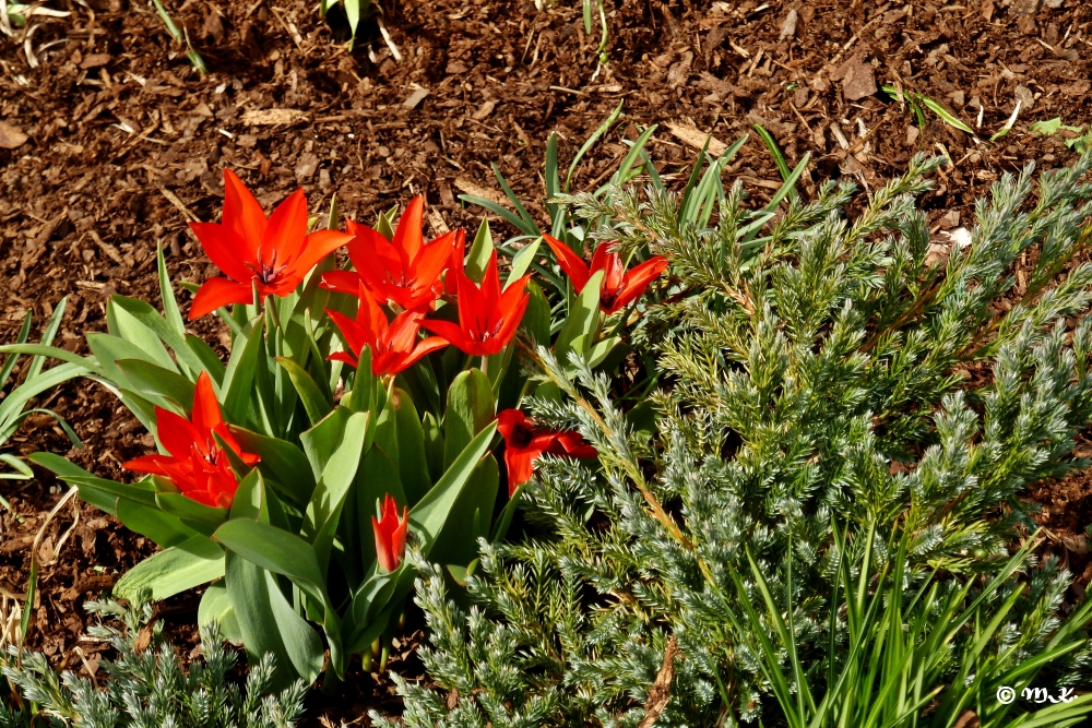 Die ersten Tulpen...