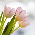 Die ersten Tulpen 