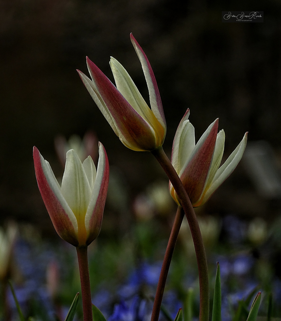 Die ersten Tulpen 