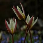 Die ersten Tulpen 