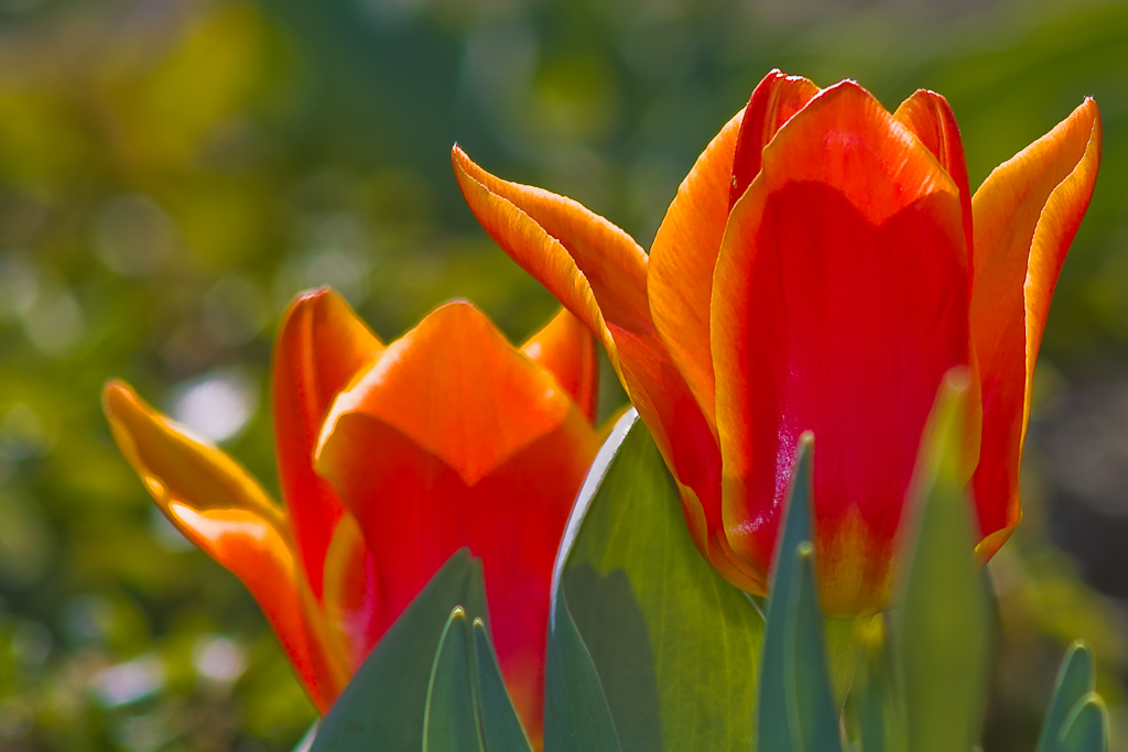 die ersten Tulpen...