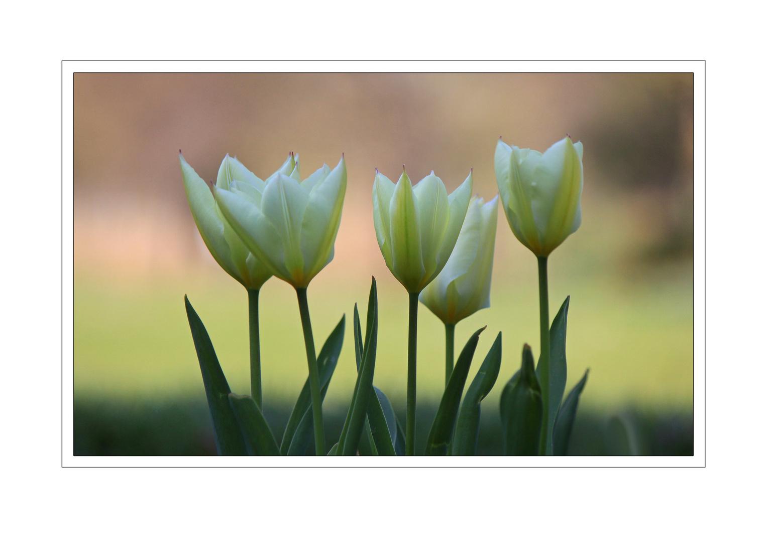 Die ersten Tulpen