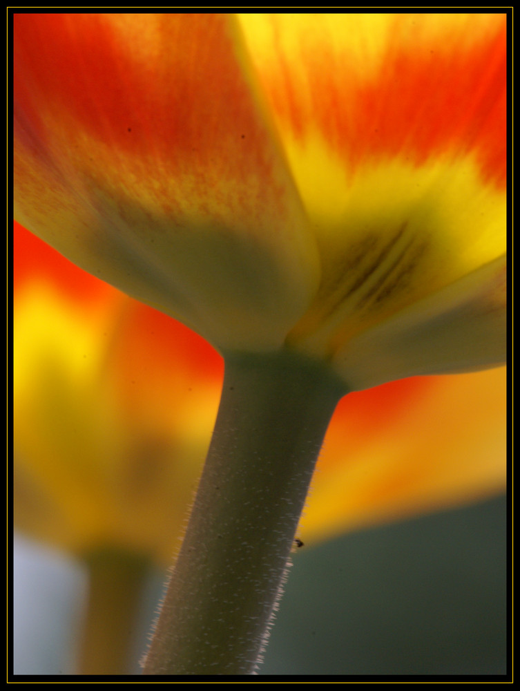 Die ersten Tulpen auf dem Balkon