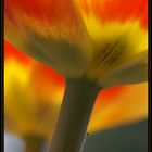 Die ersten Tulpen auf dem Balkon