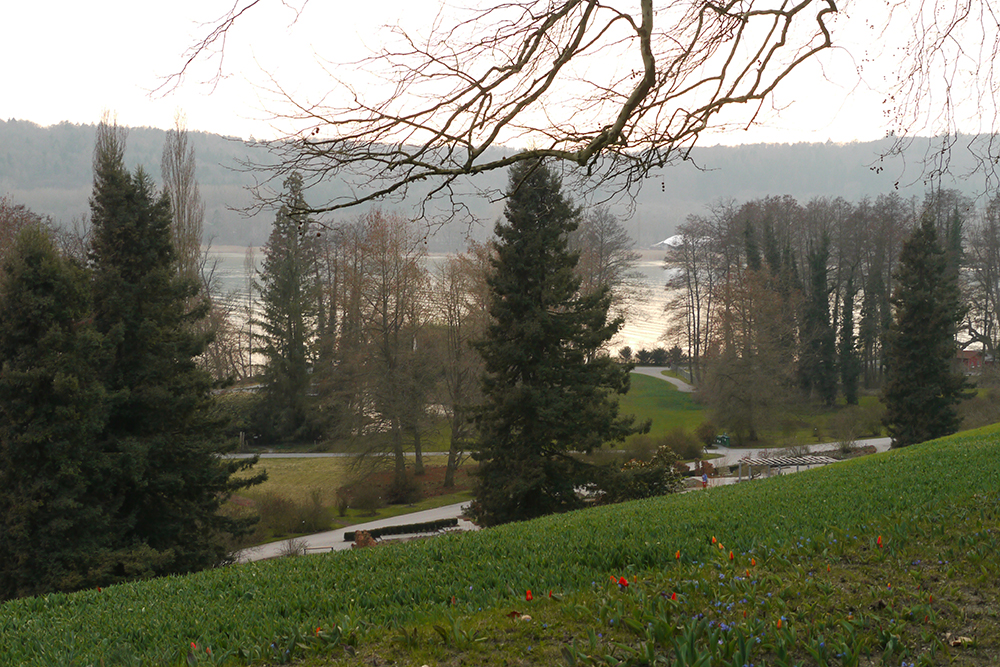 Die ersten Tulpen auf der Mainau, Mainau im März