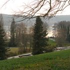 Die ersten Tulpen auf der Mainau, Mainau im März