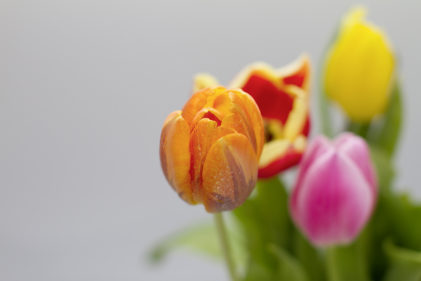 Die ersten Tulpen bei uns auf dem Tisch