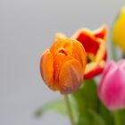 Die ersten Tulpen bei uns auf dem Tisch