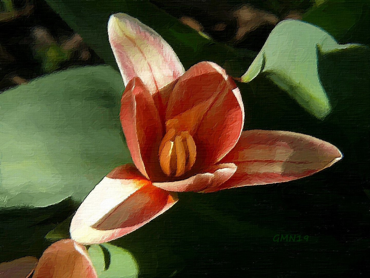 Die ersten Tulpen blühen