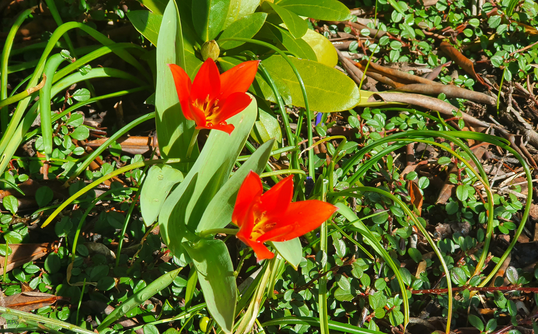 Die ersten Tulpen blühen**