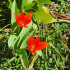 Die ersten Tulpen blühen**