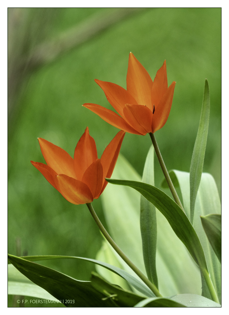 Die ersten Tulpen