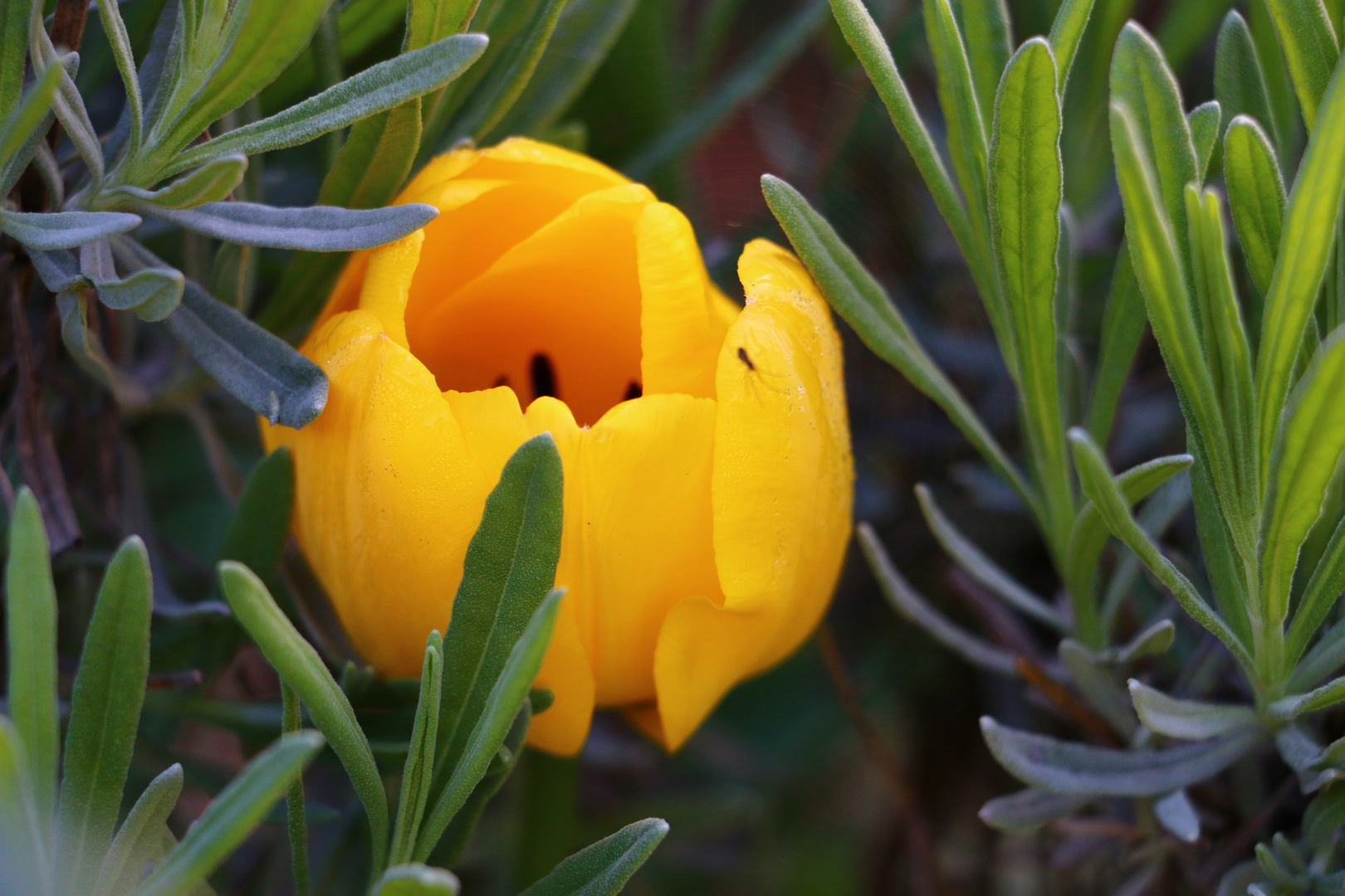 Die ersten Tulpen