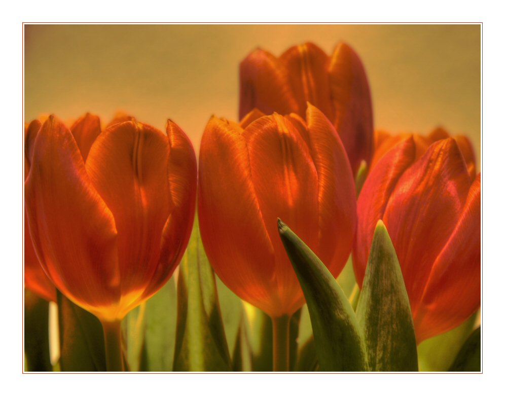 Die ersten Tulpen des Jahres