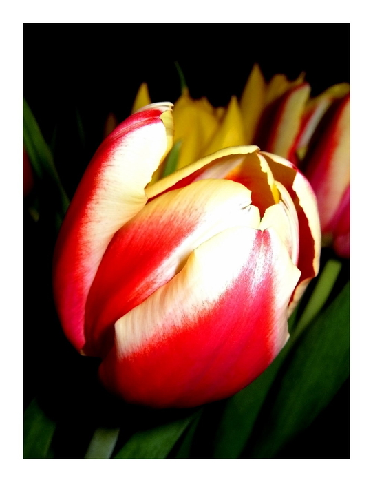 die ersten Tulpen