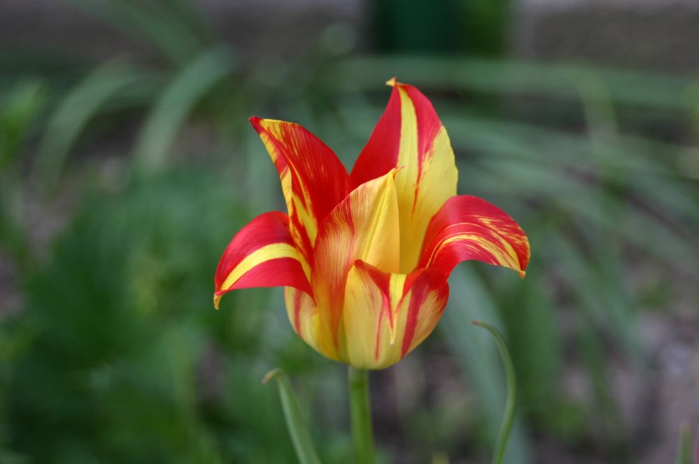 die ersten Tulpen im Freiland