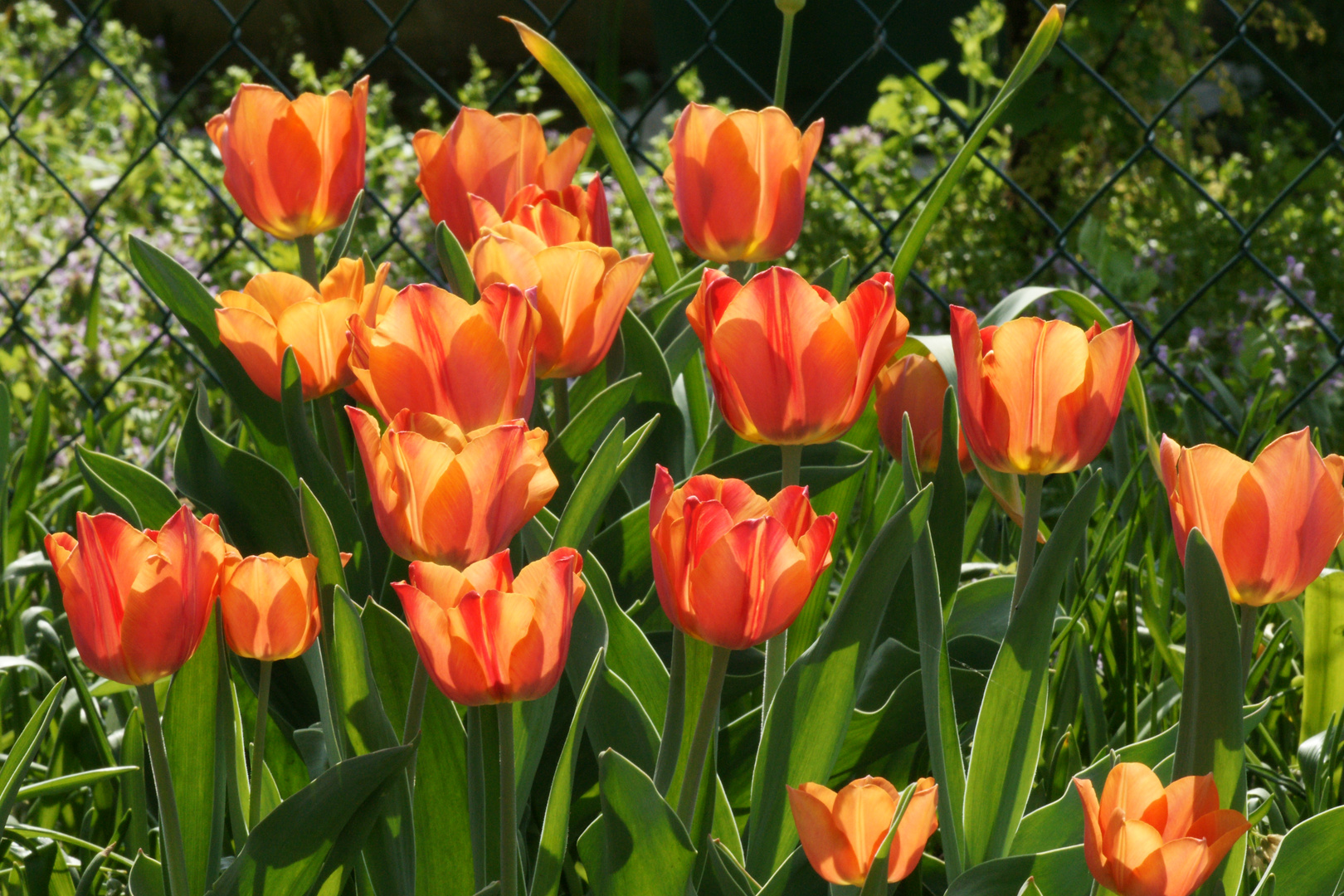 Die ersten Tulpen im Garten